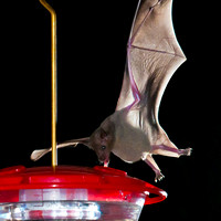 Nectar Feeding Bats