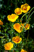 Mexican Gold Poppies