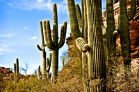 Saguaro's at Sabino Canyon, Tucson, AZ