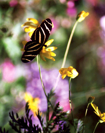 Zebra Butterfly in garden