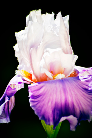 Bearded Iris 4