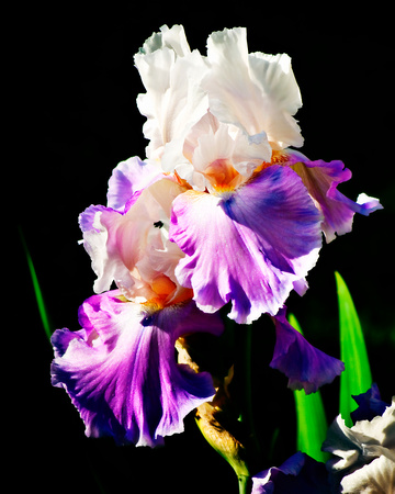 Bearded Iris 8