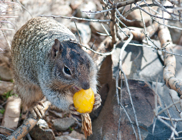 Squirrel eating fruit from Barrel Cactus