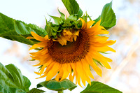 Sunflower Large