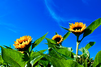 Farm Sunflowers, NJ