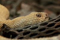 Albino Diamondback Rattlesnake