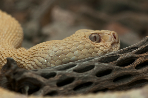 Albino Diamondback Rattlesnake